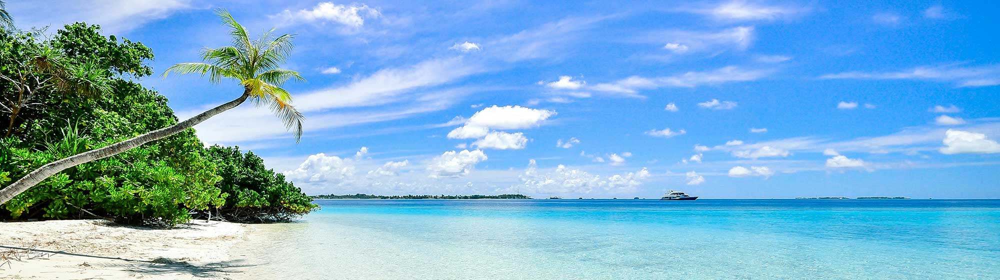 Une plage avec un paquebot au loin et un cocotier sur le sable
