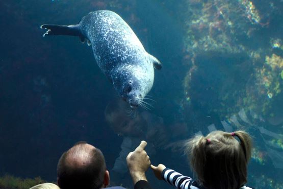 Phoque dans un aquarium