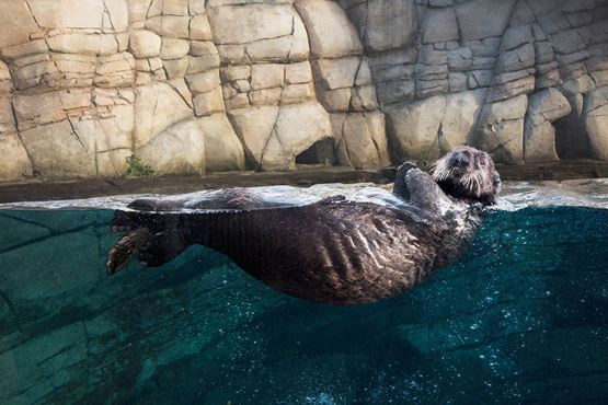 Loutre nageant dans un bassin du zoo de Beauval