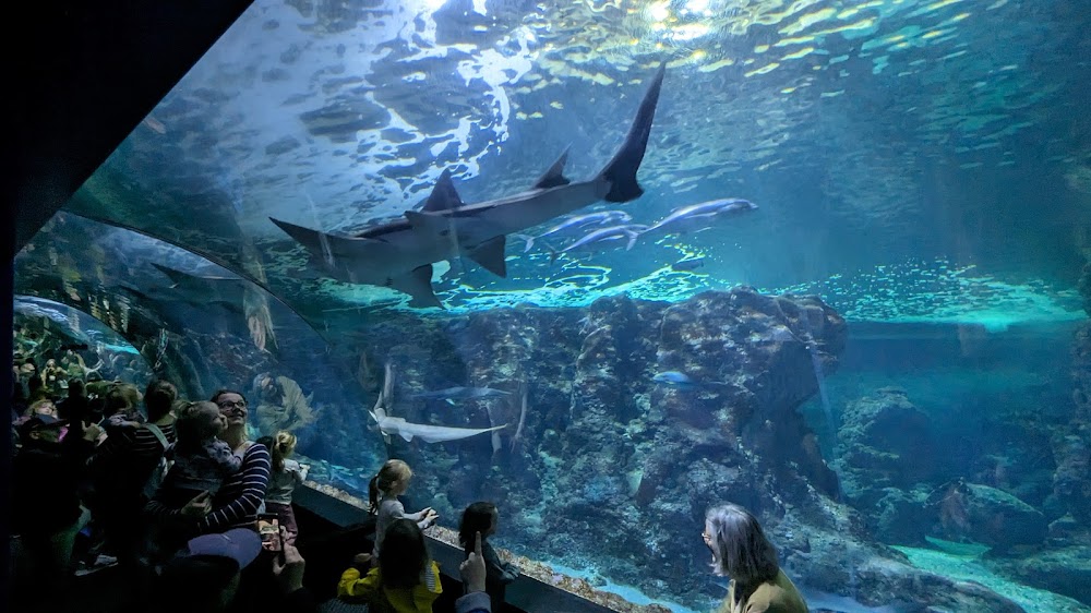 Visiteurs regardant un aquarium à l'Océanopolis