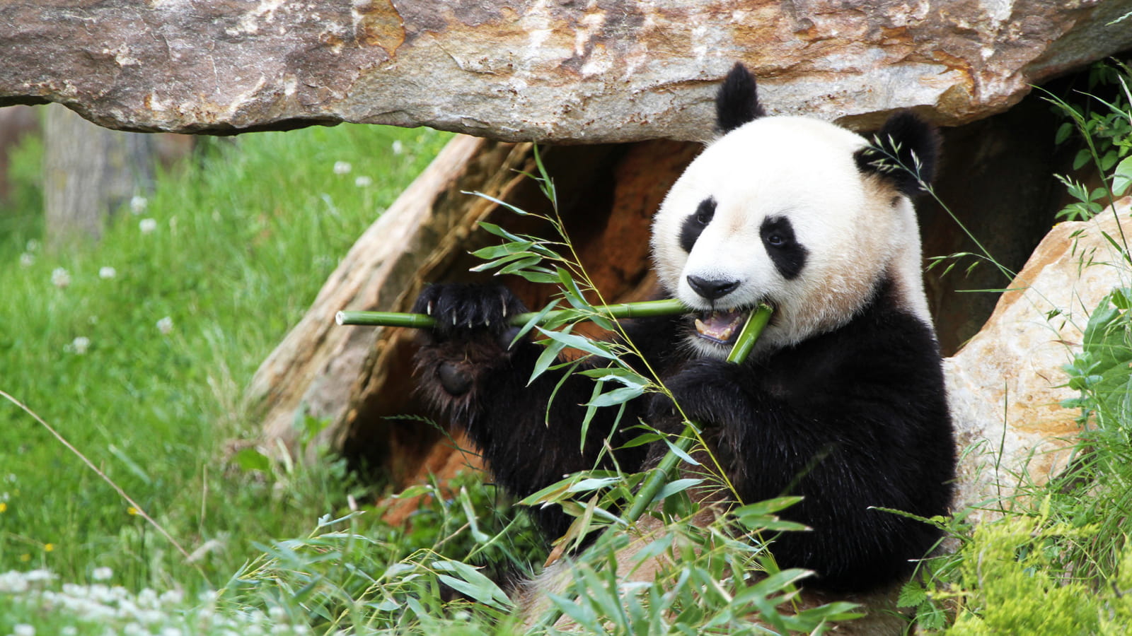 Panda mangeant des feuilles dans un zoo