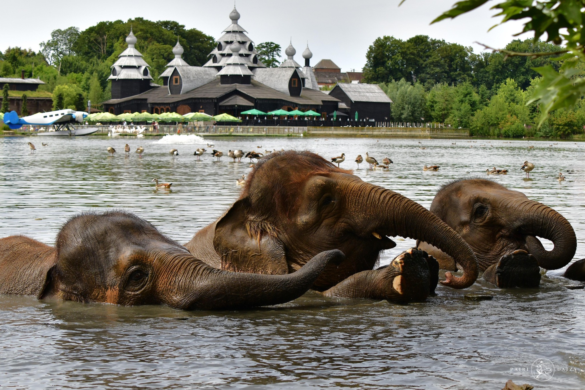 Trois éléphants se baignant à dans un lac