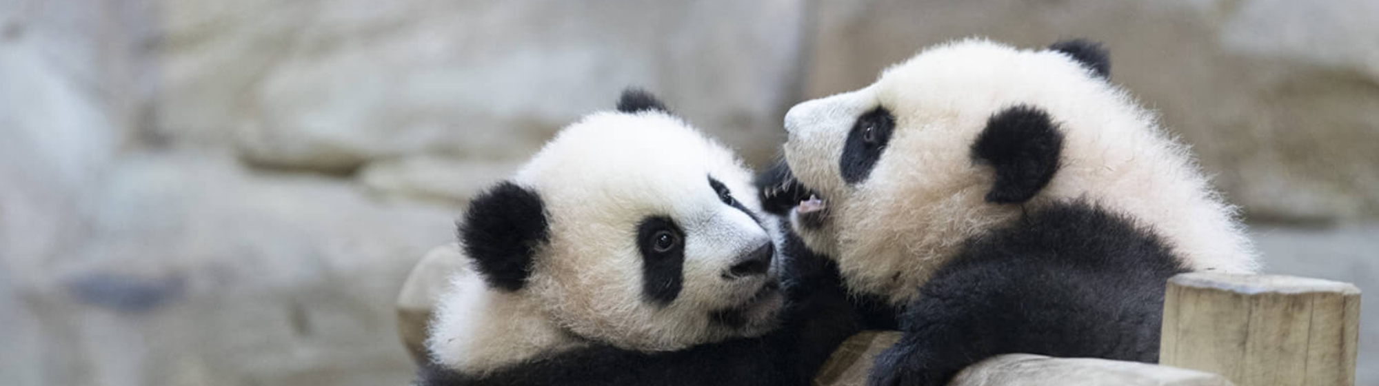 Deux pandas jouent ensemble