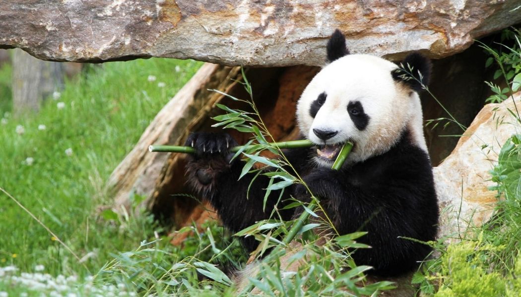 Panda géant mangeant du bambou au ZooParc de Beauval