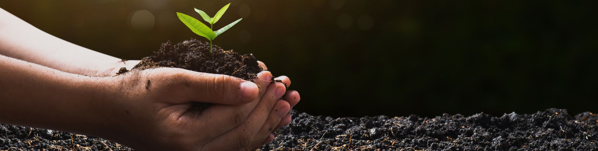 Plantation d’une jeune pousse Mains tenant de la terre avec une jeune pousse verte