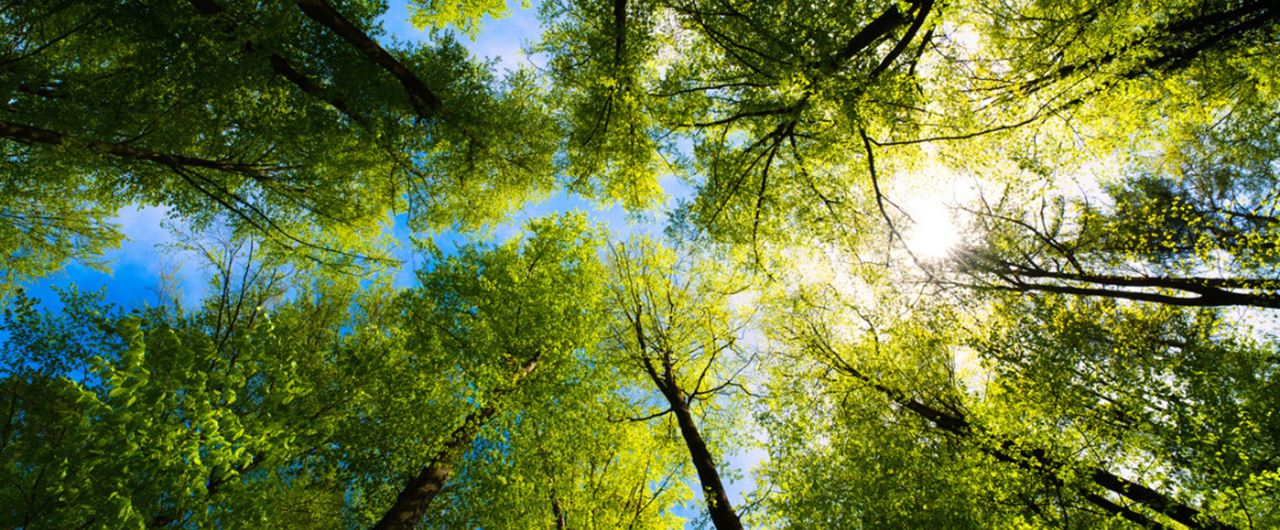 Cimes d'arbres vues en contre-plongée dans une forêt