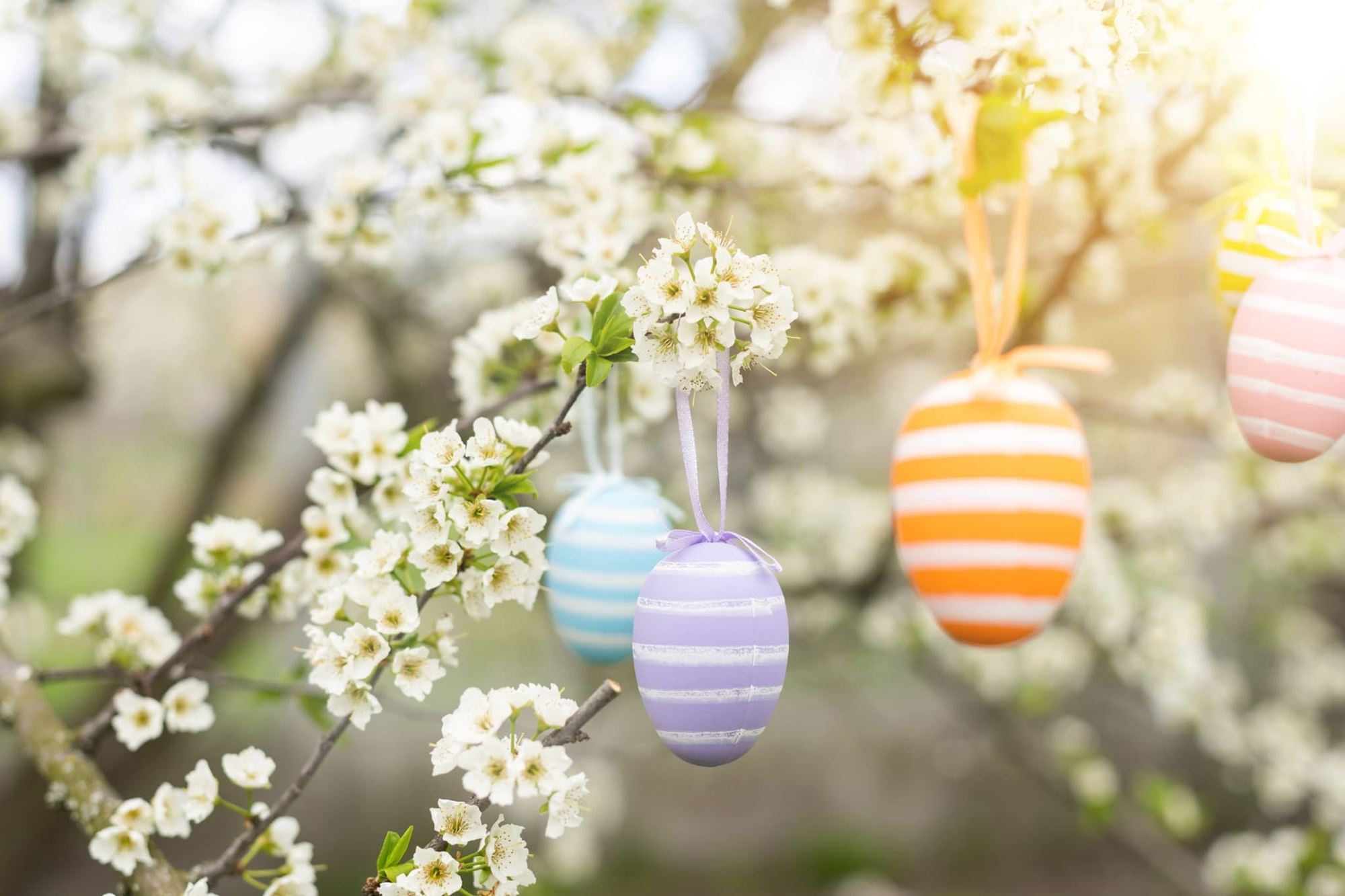 Deux oeufs de Pâques accrochés à la branche d'un arbre