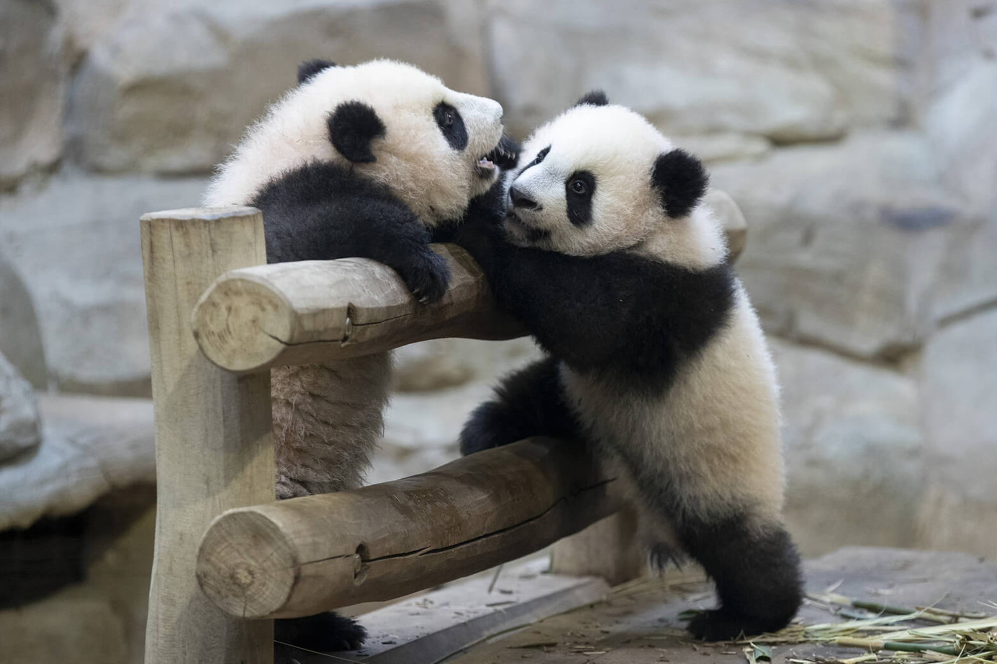 beauval zoo de beauval